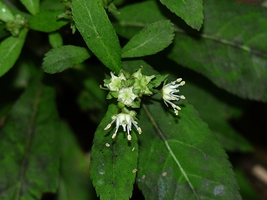 {Penthorum sedoides}